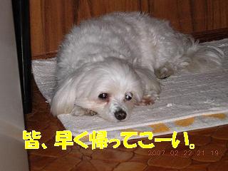 更紗3