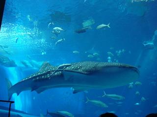 美ら海水族館6