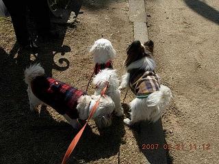 更紗2