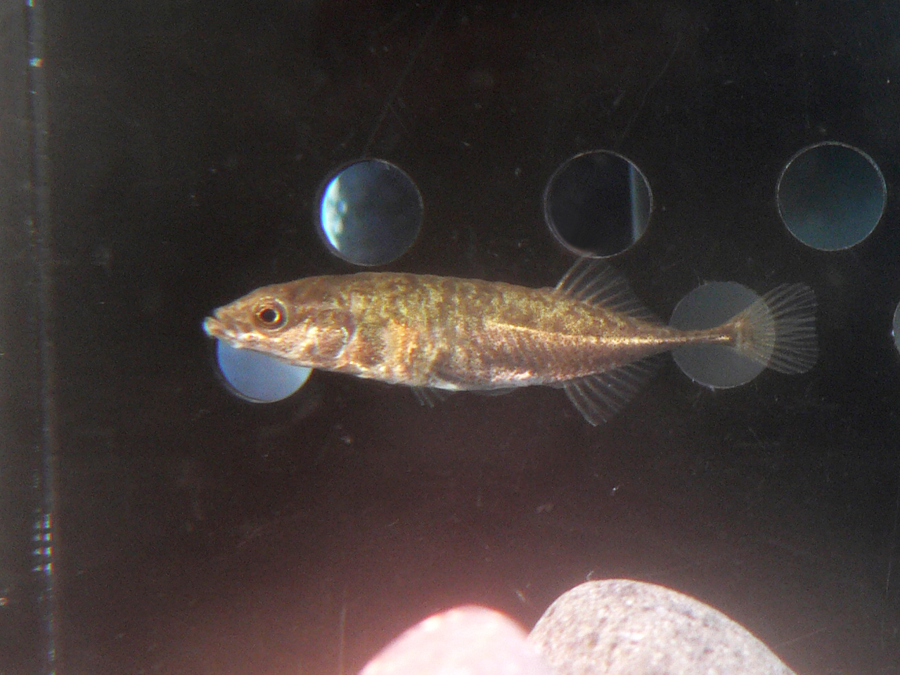 ムサシトミヨと水に触れあおう My熊谷 まいくま すくぶるぐ