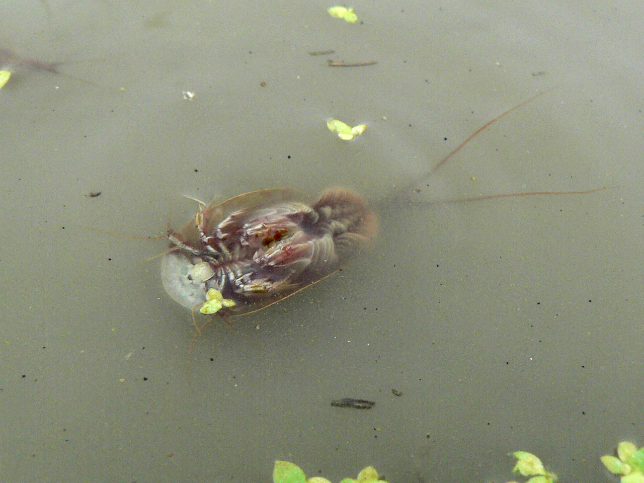 田んぼの生き物たち 田植え編 カブトエビ 田んぼの生き物たち 田んぼの生き物たち 田植え編 カブトエビ 田んぼの生き物たち
