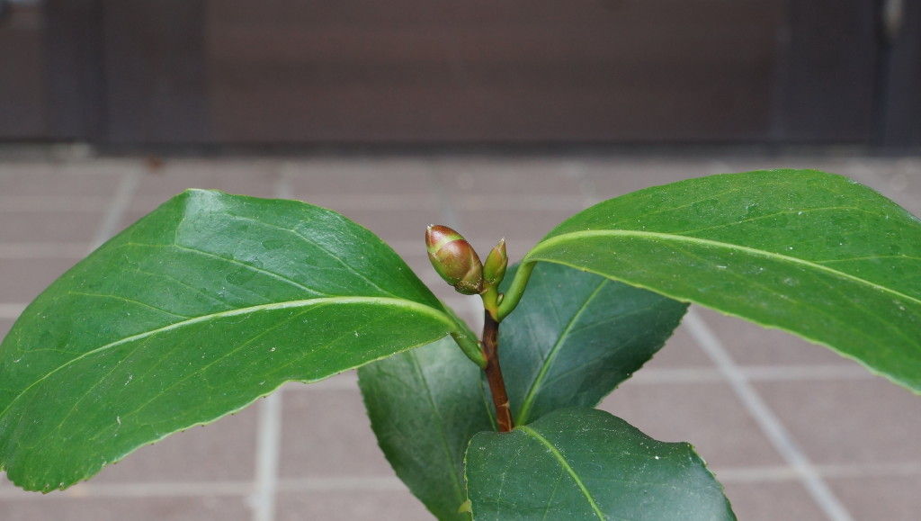 ツバキの花芽と葉芽 タケノコ芽 Cptsfuji Blog