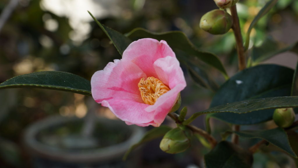侘助の開花 : cptsfuji/blog