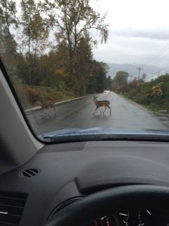 Deer2