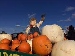 White Pumpkin