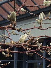 つぼみ