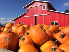 pumpkin1