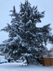 雪 針葉樹