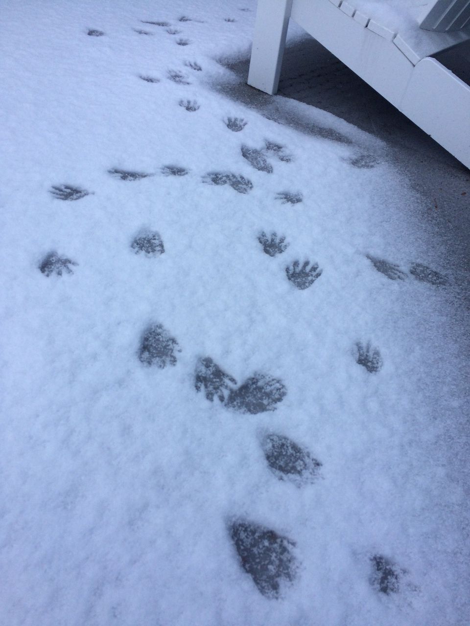 雪の上に不思議な足跡 のびのびカナダ留学と旅