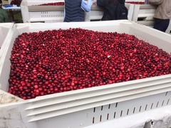 cranberry