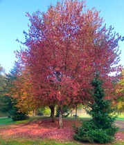 Gates park 紅葉