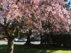 Sakura6
