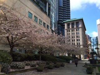 Sakura Downtown