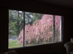 Sakura_Window