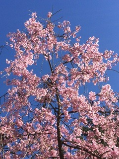 Sakura3