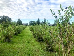 2022blueberry