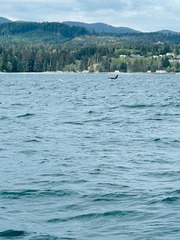 Orca_Whales Watching_Apr30 2023