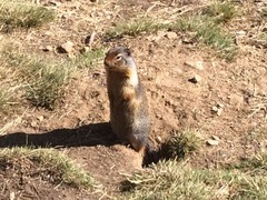 Columiba Ground Squirrel