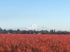 Mt Baker_ブルーベリー