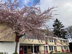 桜_Campus building