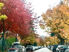 紅葉Oct2021_Hastings St2