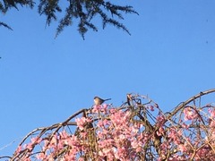 Small bird on Sakura