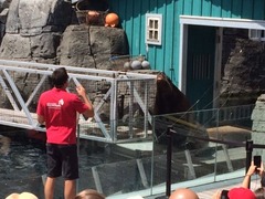 Seal show