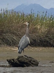 IMG_4354