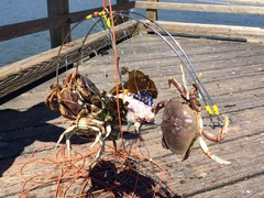 Crab_WV