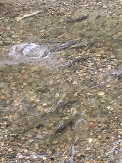 Salmon