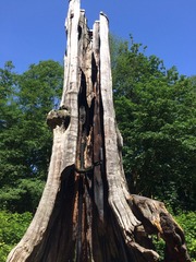 Stanley Big Tree
