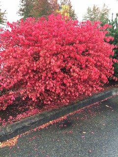 Red Leaves