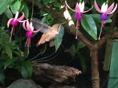 Humming Bird_B Garden