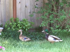 duck