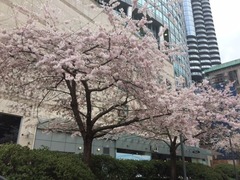 Downtown桜