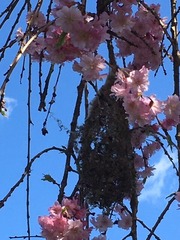 Nest on Sakura