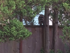 racoon1