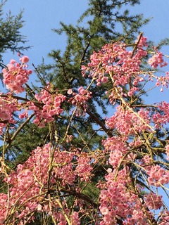 しだれ桜と針葉樹