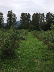 BB Farm