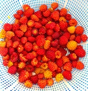 salmon berry1