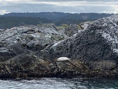 Seal