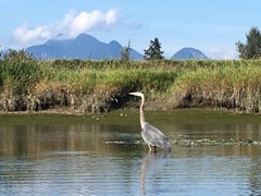 Blue Heron