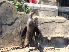 Sea Otter