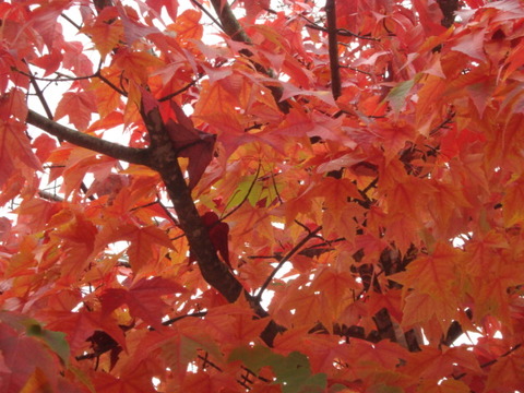 紅葉２