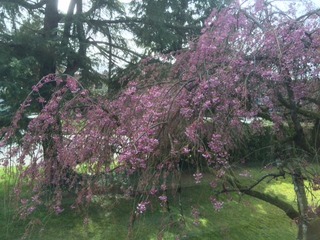 しだれ桜