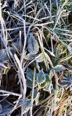 leaves with frost