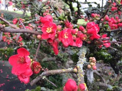 ぼけの花