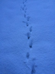 Backyards footsprints