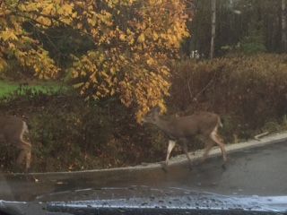 Deer1