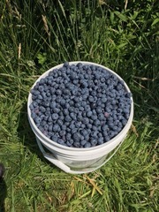 blueberry2